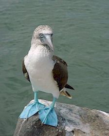 Blue-footed Booby