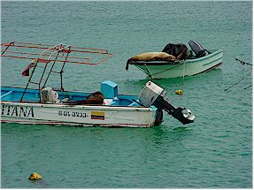 Sea Lions greeting us at the Marina of  San Cristobal