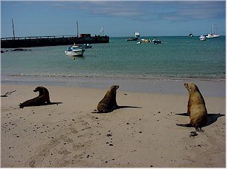 Sealions at the beach