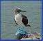 Galapagos Animal Safari